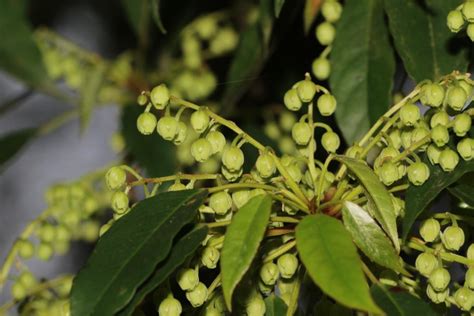 福木開花|臺灣原生樹木推廣及媒合平臺